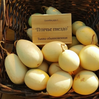 Тыква Птичье гнездо декоративная