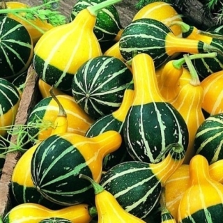 Тыква Грушенька декоративная