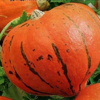 Тыква Конфетка