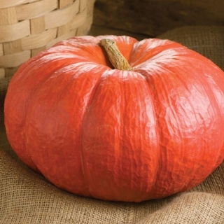 Тыква Красный Этамп