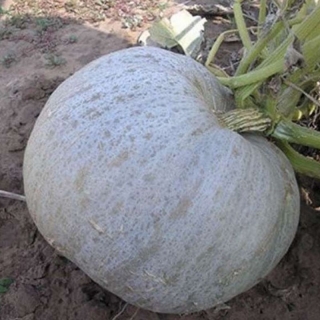 Тыква Крокус