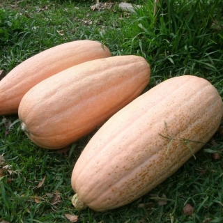 Тыква Розовая торпеда