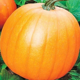 Тыква Золотая бочка