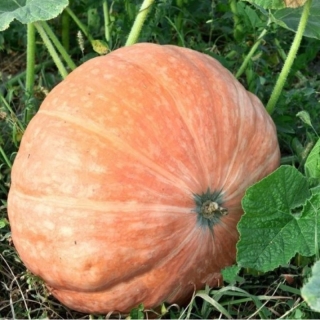 Тыква Масляный Король