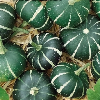 Тыква Милашка декоративная