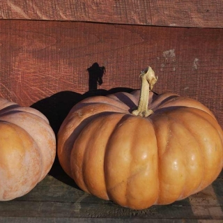 Тыква Мускат де Прованс F1