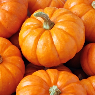 Тыква Ромашка