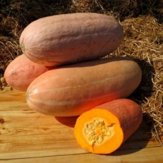 Тыква Розовый банан