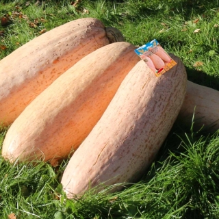 Тыква Румяная папайя