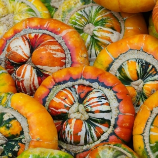 Тыква Тюрбанчик (декоративная)