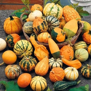 Тыква Уют декоративная смесь