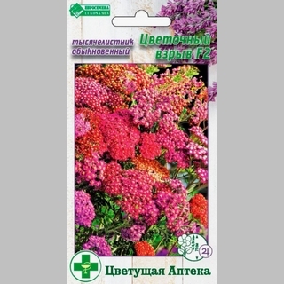 Тысячелистник Цветочный взрыв F2