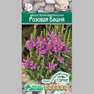 Физостегия Розовая башня (виргинская)