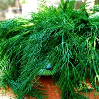 Укроп Без зонта