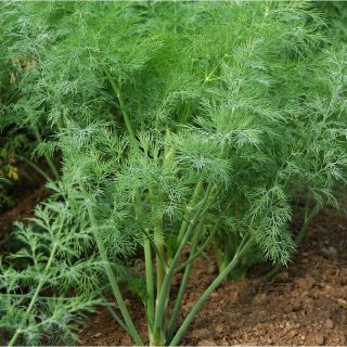 Укроп Деликат