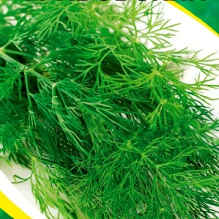 Укроп Грибовский