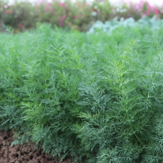 Укроп Обильнолистный