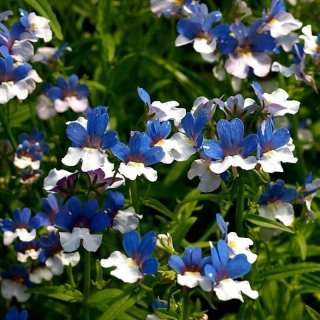 Немезия Фокстрот