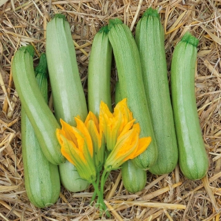 Кабачок Заячье ушко