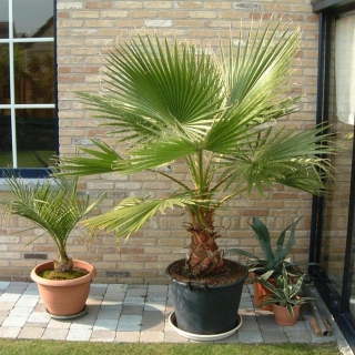 Вашингтония