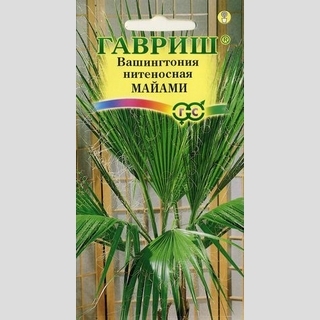 Вашингтония Майами нитеносная