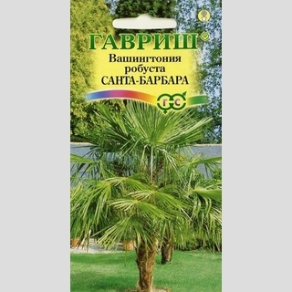 Вашингтония Санта-Барбара (робуста)