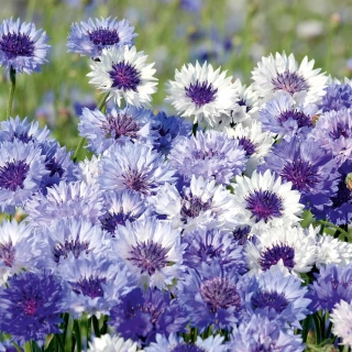 Василек Классик Фантастик