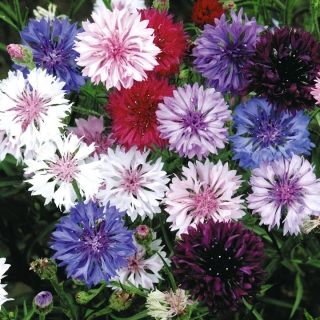 Василек Морозные Узоры смесь