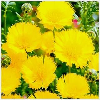 Василек Желтый (мускусный)