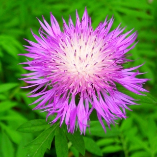 Василёк Подбеленный Розовый