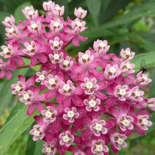 Ваточник Горжетка (сирийский)