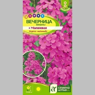 Вечерница Матроны Малиновая