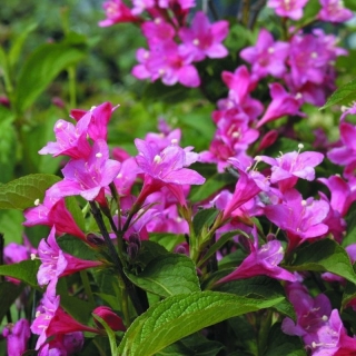 Вейгела Розовые колокола ранняя (большой пакет)