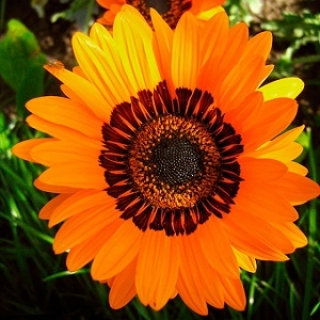 Венидиум Амаретто