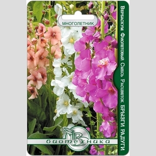 Вербаскум Брызги Радуги смесь (фиолетовый)