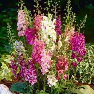 Вербаскум гибридная смесь