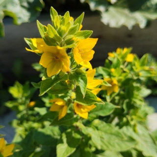 Вербейник Тропическое солнце (точечный)