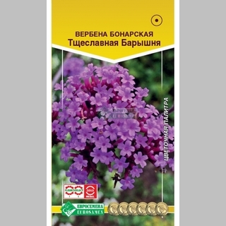 Вербена Тщеславная Барышня (бонарская)