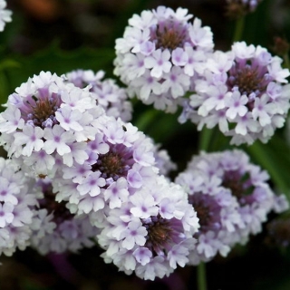 Вербена Фарфоровая Статуэтка (жесткая)