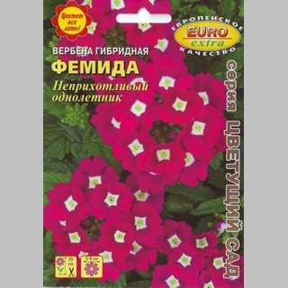 Вербена Фемида