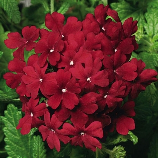 Вербена Кварц F1 Бордо