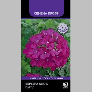 Вербена Кварц F1 Парпл