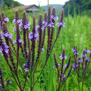 Вербена Лекарственная многолетняя (большой пакет)