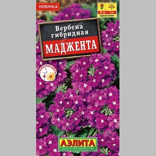 Вербена Маджента