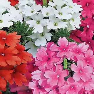 Вербена Нарядный бордюр