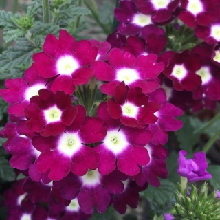 Вербена Фемида