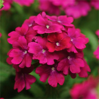 Вербена Кварц F1 Парпл