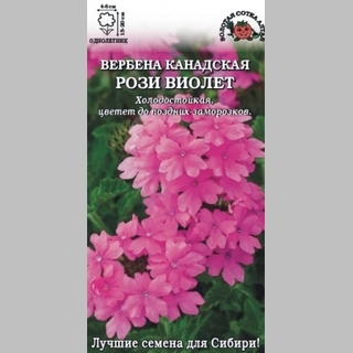 Вербена Рози Виолет канадская