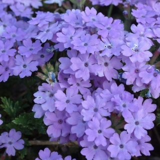 Вербена Сиреневые Росы (лиловая)