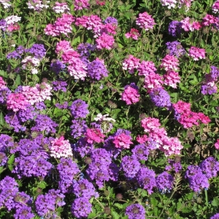 Вербена тонкорассеченная Смесь окрасок